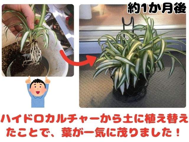 ハイドロカルチャーから土に植え替えて1か月後