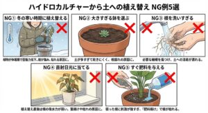 ハイドロカルチャーから土に植え替えるときの注意点