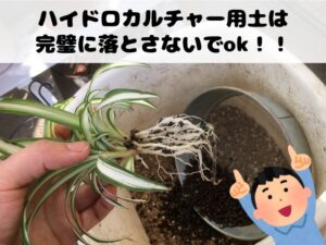 ハイドロカルチャーから土に植え替えるときの注意点２