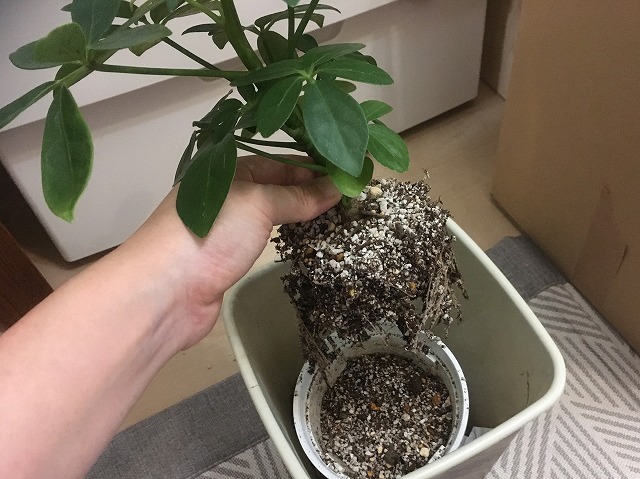 カポックの植え替え