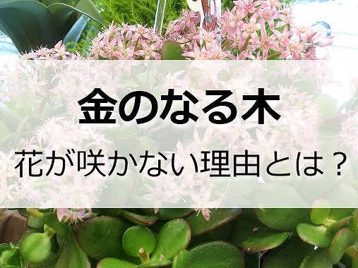 金 の なる 木 花 が 咲か ない 種類