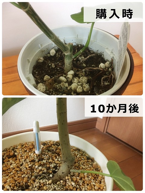 幹が太くなった観葉植物