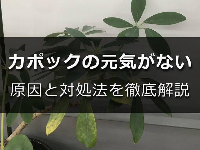 元気がないカポック