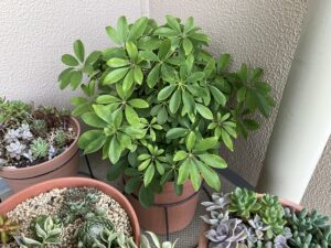 仕立て直しから約半年後のカポック