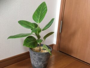 ゴムの木(アルテシマ)