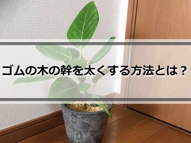 ゴムの木
