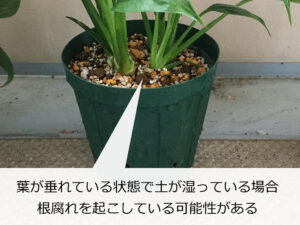 湿っている鉢植えの表土