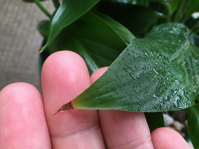 観葉 植物 葉 の 先 が 枯れる