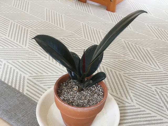 素焼き鉢に植えたゴムの木