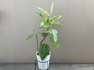 植え替えから1年後のゴムの木