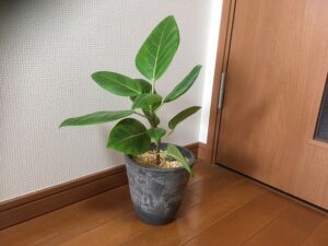 植え替えから半年後のゴムの木