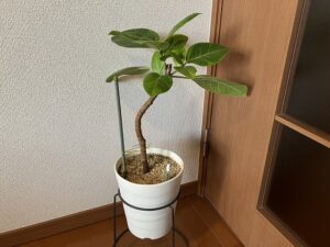 剪定から3か月後のゴムの木