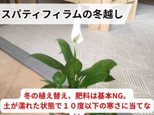スパティフィラムの冬越しでやってはいけないこと