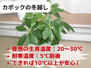 カポックの冬越し方法