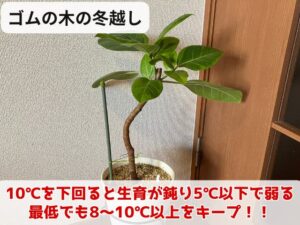 ゴムの木が耐えられる寒さ