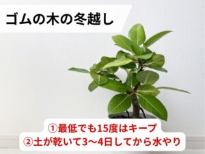 ゴムの木の冬越しのコツ