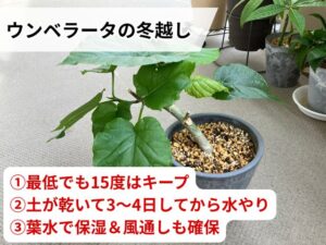 ウンベラータを冬越しさせるコツ