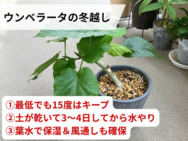 ウンベラータを冬越しさせるコツ