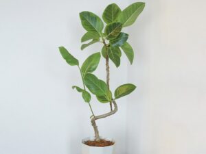 初心者におすすめの観葉植物「アルテシマ」