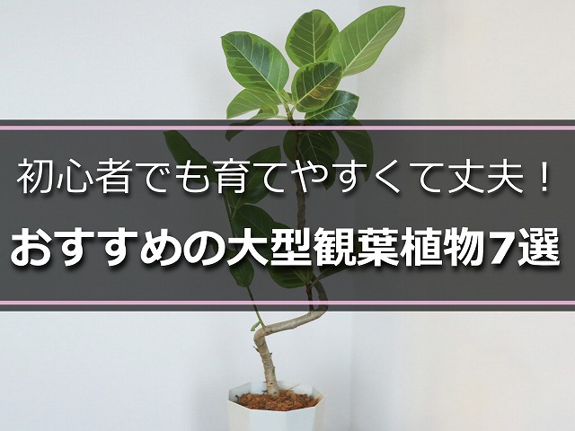 室内の大型観葉植物