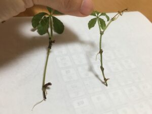 発根したシュガーバインの茎