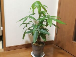 初心者におすすめの観葉植物「パキラ」