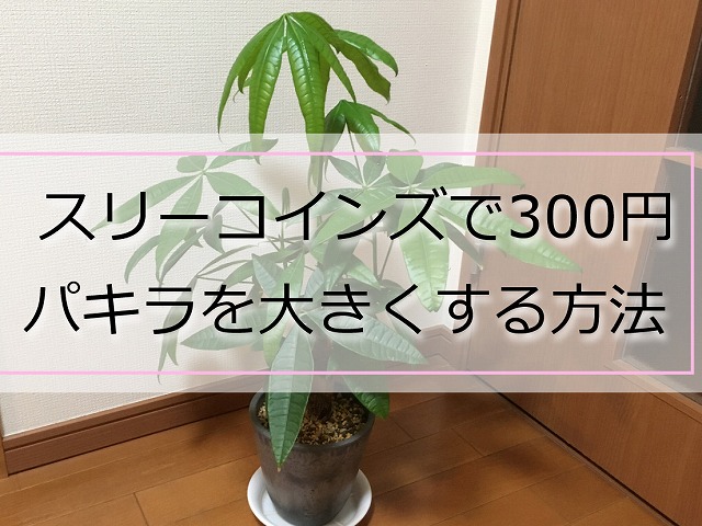 スリーコインズで購入したパキラを大きくする方法 300円 Komame Topics