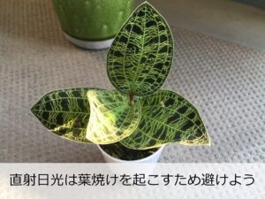 直射日光に当たるジュエルオーキッド