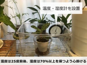 窓際に置いたジュエルオーキッド