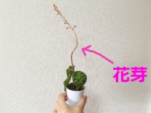 にょきにょき伸びるジュエルオーキッドの花芽