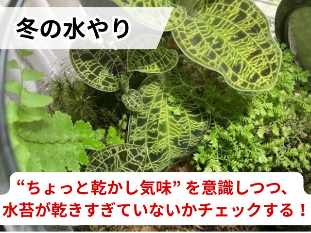 ジュエルオーキッドの冬の水やり頻度