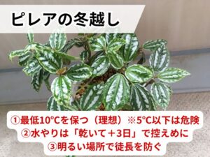 ピレアを冬越しさせるコツ３つ