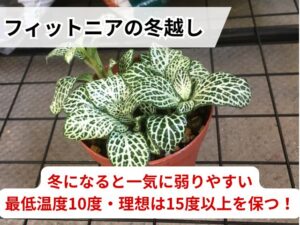 フィットニアの冬越しのコツ