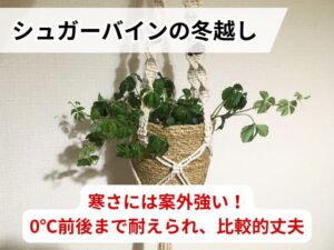 シュガーバインの耐寒性