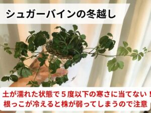 シュガーバインを冬越しさせる際の注意点