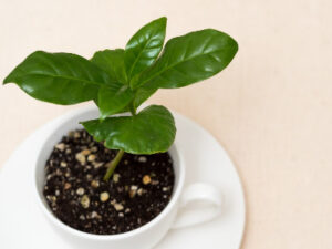 コーヒーカップに植えられたコーヒーの木