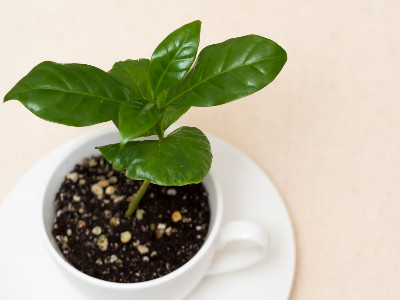 コーヒーカップに植えられたコーヒーの木