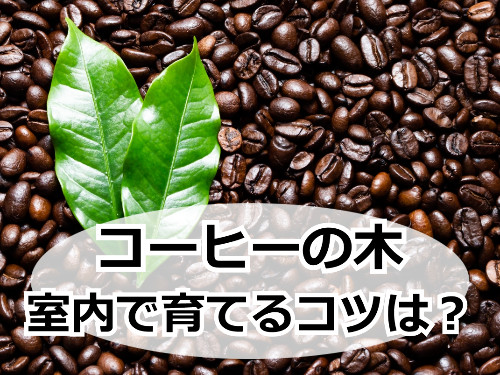 コーヒー豆とコーヒーの葉