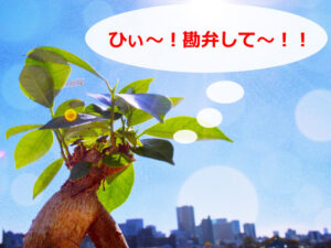 植え替え後のガジュマル