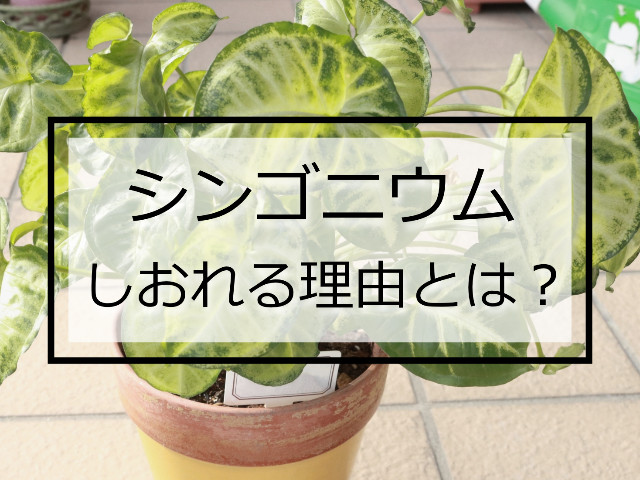 鉢植えのシンゴニウム