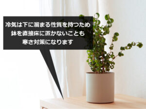 棚の上の観葉植物