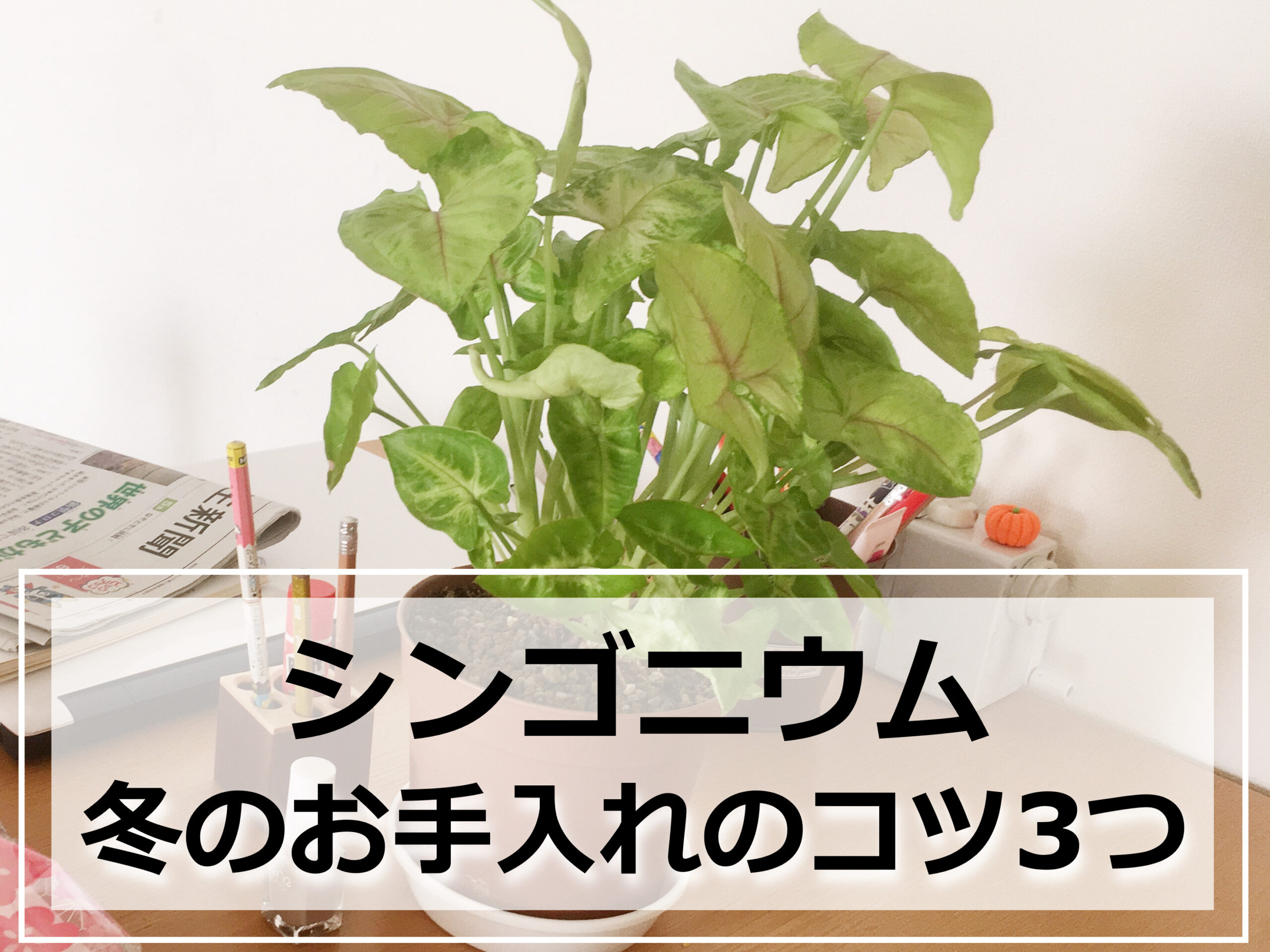 鉢植えのシンゴニウム