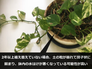 古い土に植えたままのポトス