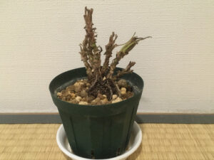 秋口に枯れたシンゴニウム