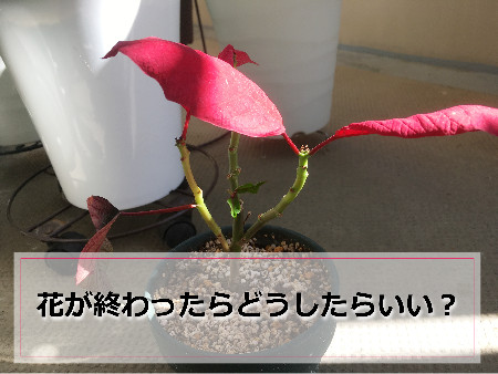 花が終わったポインセチア