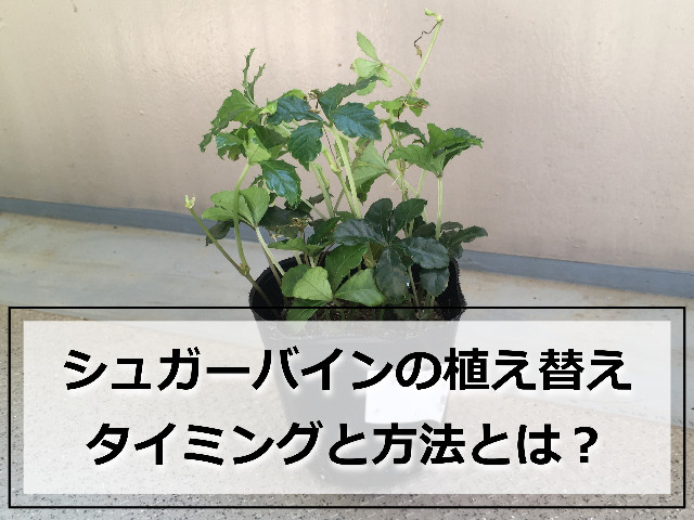 植え替え前のシュガーバイン