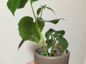 ビニールポットに植えられたブラッサイア