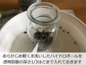 透明容器に入れたハイドロボール