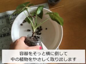 ガラス容器からシンゴニウムを取り出す様子