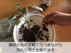 根に絡みついたハイドロボールを除去